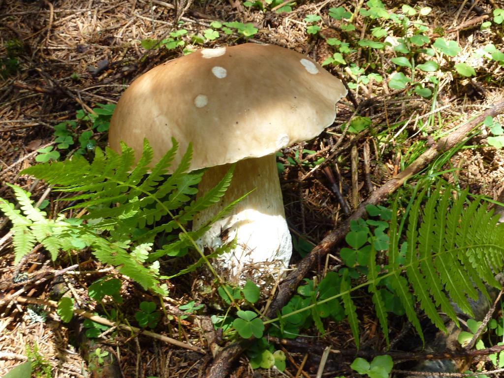 Bio-Bauernhof Rettenbachgut Werfen Exteriér fotografie