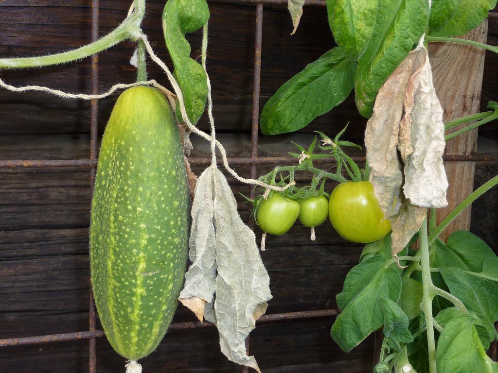 Bio-Bauernhof Rettenbachgut Werfen Exteriér fotografie