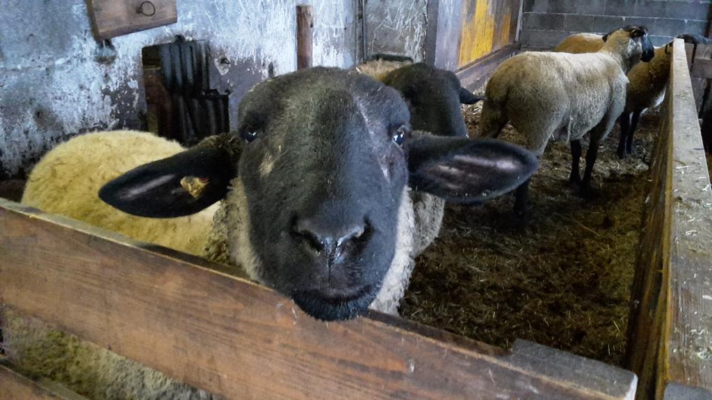 Bio-Bauernhof Rettenbachgut Werfen Exteriér fotografie